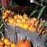 Mead Orchards photo