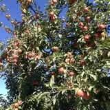 Mead Orchards photo