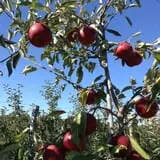 Mead Orchards photo