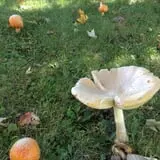 Mead Orchards photo