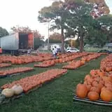 Riviera United Methodist Church Pumpkin Patch photo