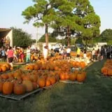 Riviera United Methodist Church Pumpkin Patch photo