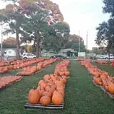 Riviera United Methodist Church Pumpkin Patch photo