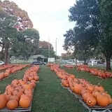 Riviera United Methodist Church Pumpkin Patch photo