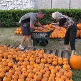 Riviera United Methodist Church Pumpkin Patch photo