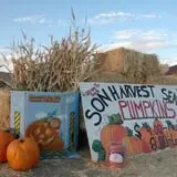 Sonharvest Seasons Corn Maze & Pumpkins photo