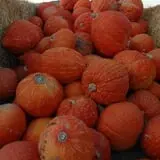 Sonharvest Seasons Corn Maze & Pumpkins photo