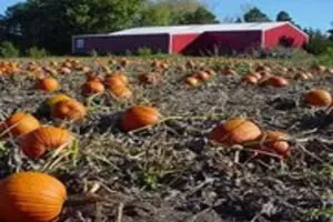 Martin's Hillside Orchard