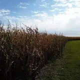 Nelson Farm Pumpkin Patch Festival photo