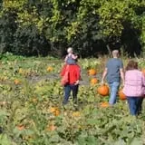 Nelson Farm Pumpkin Patch Festival photo