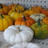 Nelson Farm Pumpkin Patch Festival photo