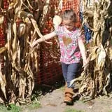 Nelson Farm Pumpkin Patch Festival photo