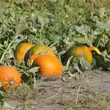 Nelson Farm Pumpkin Patch Festival photo