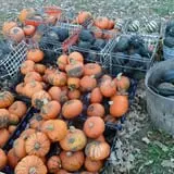 Nelson Farm Pumpkin Patch Festival photo