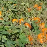 Nelson Farm Pumpkin Patch Festival photo