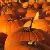 Nelson Farm Pumpkin Patch Festival photo