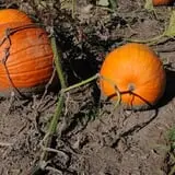 Nelson Farm Pumpkin Patch Festival photo