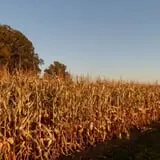 Nelson Farm Pumpkin Patch Festival photo