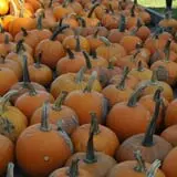 Nelson Farm Pumpkin Patch Festival photo