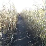 Nelson Farm Pumpkin Patch Festival photo