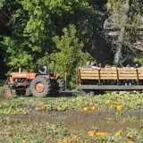 Nelson Farm Pumpkin Patch Festival photo