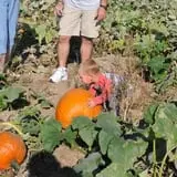 Nelson Farm Pumpkin Patch Festival photo