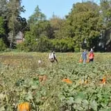 Nelson Farm Pumpkin Patch Festival photo