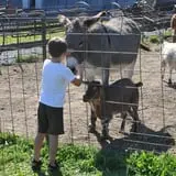 Nelson Farm Pumpkin Patch Festival photo