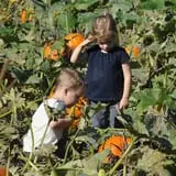 Nelson Farm Pumpkin Patch Festival photo