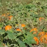 Nelson Farm Pumpkin Patch Festival photo