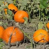Nelson Farm Pumpkin Patch Festival photo