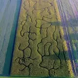 Solsma's Punkin Patch and Corn Maze photo