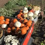 Solsma's Punkin Patch and Corn Maze photo