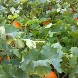 Triple S Farm photo