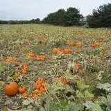 Triple S Farm photo