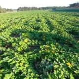 Triple S Farm photo