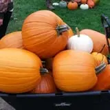 Triple S Farm photo