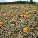 Triple S Farm photo