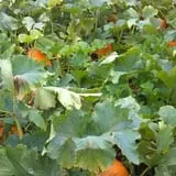 Triple S Farm photo