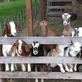 Triple S Farm photo