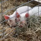 Triple S Farm photo