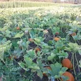 Triple S Farm photo