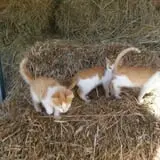 Triple S Farm photo