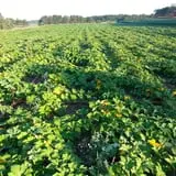 Triple S Farm photo