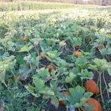 Triple S Farm photo