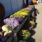 Selmi's Greenhouse and Farm Market photo