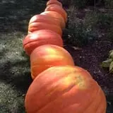 Selmi's Greenhouse and Farm Market photo