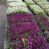 Selmi's Greenhouse and Farm Market photo