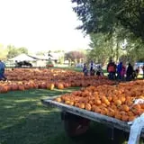 Selmi's Greenhouse and Farm Market photo