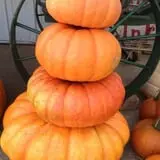 Selmi's Greenhouse and Farm Market photo